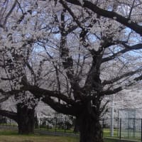 「軽井沢周辺」西軽井沢・医療センター・桜古木大木～写真と短歌で綴る世界文化紀行