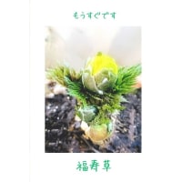 「福寿草がふくらんで。...」