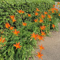 多々良沼公園　散策