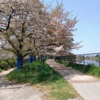 桜が散り始めました。7600歩、歩いてきました！