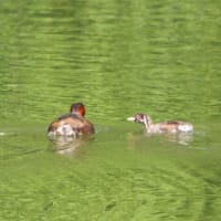 大きな獲物を・・・