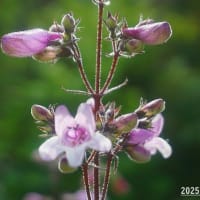 「童謡の会」コンサート／庭の花