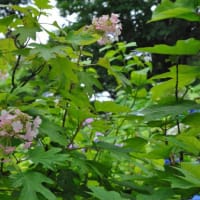 多摩川台公園あじさい園　　色々の色、種類のあじさいたち　　4