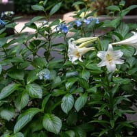 紫陽花とゆり、白の彩り。