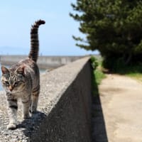 九州F島の猫たち　2025年4月　その7