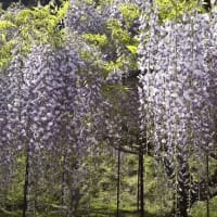 丹波篠山　白毫寺の九尺藤です‼️
