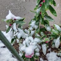 沈丁花
