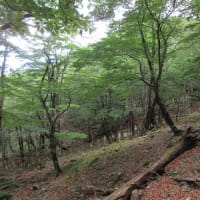 暑いので大台ケ原へ＆新世紀展