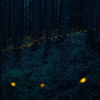 ヒメボタル 東京都内の生息地