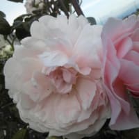 花火をみてきました。
