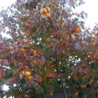 柿の🍂枯れ葉の対策！