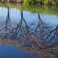 桜の頃に思うこと