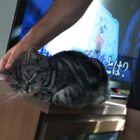 こういうのも、あり！