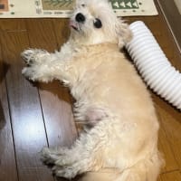 日本の入場料はなぜ安いか？　中国人すらそう言う記事！