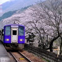 桜と列車-京都府笠置町：笠置駅