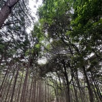 あてのない旅