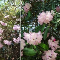 京都・天ヶ岳「シャクナゲ尾根」は満開でした。