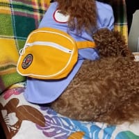 モコに園児服