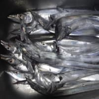 タチウオの湯引き刺身 みのろうの釣り雑記