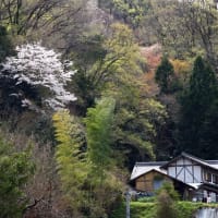 弘川寺の桜