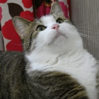 猫 飼い方  一人暮らし マンション  初心者  アパート 気をつけること