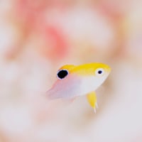タルボッツダムゼル😐