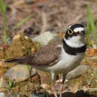 コチドリは千鳥足じゃない？