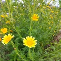 悩み、癒される畑