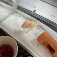 なんとか元気なりましたー