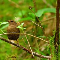 花と鳥です
