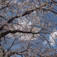 桜満開