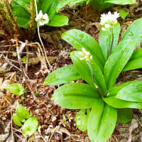 南ア眺望の櫛形山に
