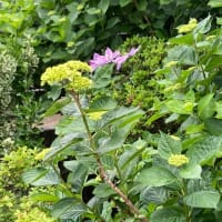 ５月になりました　🌿🌲🌿　2025年5月30日(金)