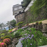 大村公園の花菖蒲を見に行く！