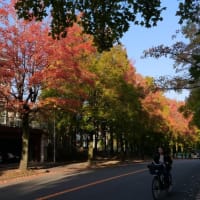 三色彩道
