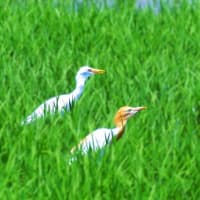 時計草で一句＆五目御飯を冷凍に
