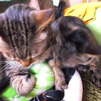 キジキジ毛づくろい