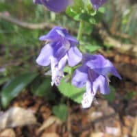青紫色の「羅生門カズラ」が咲きました