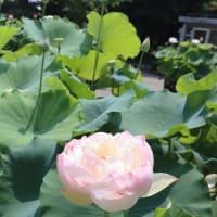 大船フラワーセンターへ