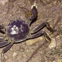 『海外の思い出　７（カニのこと、ヤシガニとキングクラブなど）』―熱帯・亜熱帯国に住んだがヤシガニを食べる機会がなかった！―