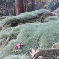 そうだ、紅葉めぐりだ！
