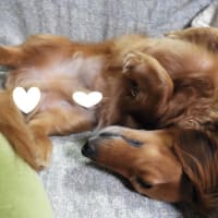 なんとか頑張っているようです・・・
