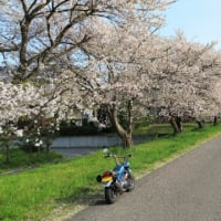 桜とモンキー。