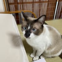 猫の譲渡会