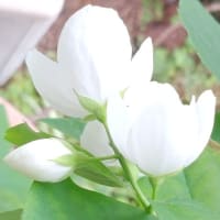 花の記憶
