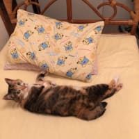 あんずの主張
