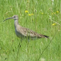 チュウシャクシギ