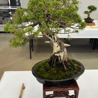 室蘭盆栽会