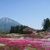 三島さんちの芝桜　俱知安町