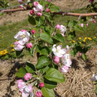 2024/04/25リンゴの花が咲き始めました